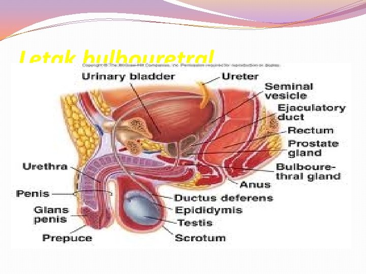 Letak bulbouretral 