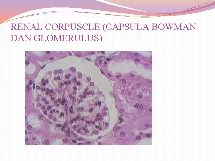 RENAL CORPUSCLE (CAPSULA BOWMAN DAN GLOMERULUS) 