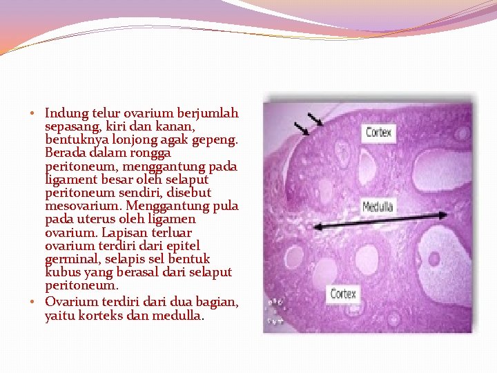  • Indung telur ovarium berjumlah sepasang, kiri dan kanan, bentuknya lonjong agak gepeng.