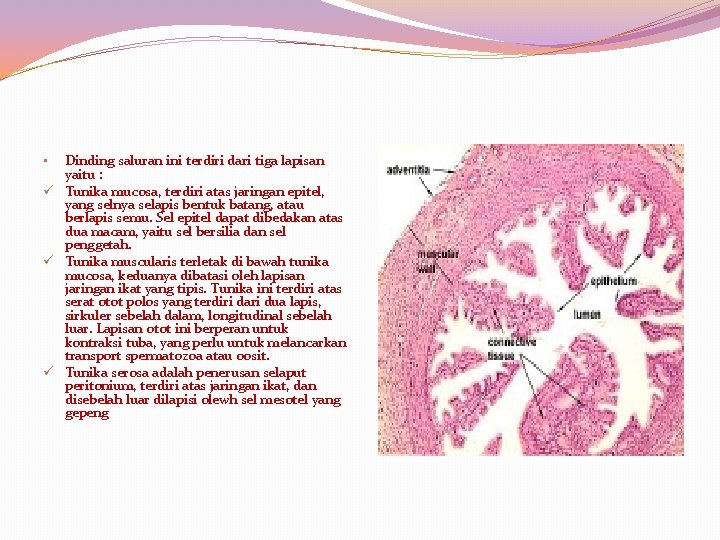 Dinding saluran ini terdiri dari tiga lapisan yaitu : ü Tunika mucosa, terdiri atas