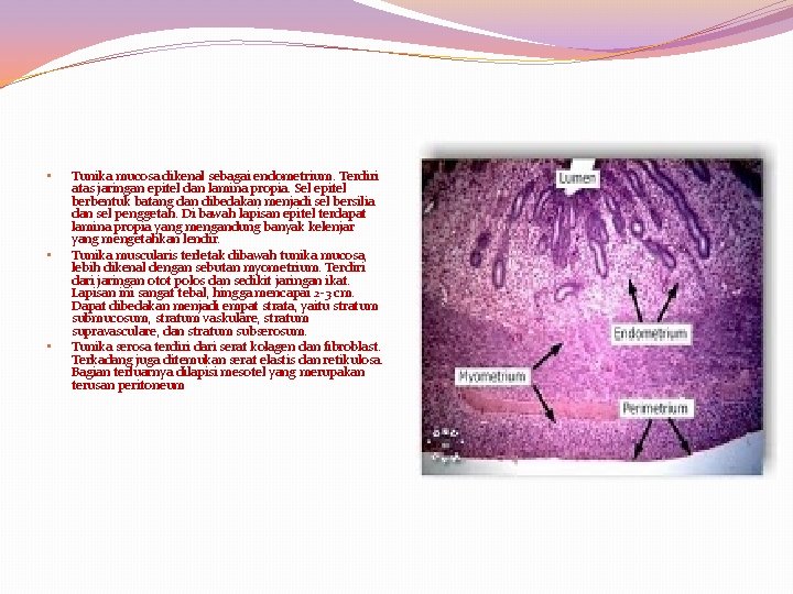  • • • Tunika mucosa dikenal sebagai endometrium. Terdiri atas jaringan epitel dan