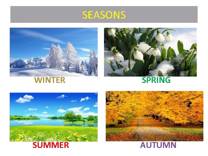 SEASONS WINTER SPRING SUMMER AUTUMN 