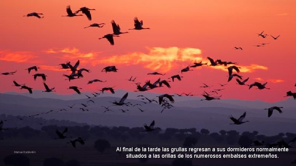 Manuel Calderón Al final de la tarde las grullas regresan a sus dormideros normalmente