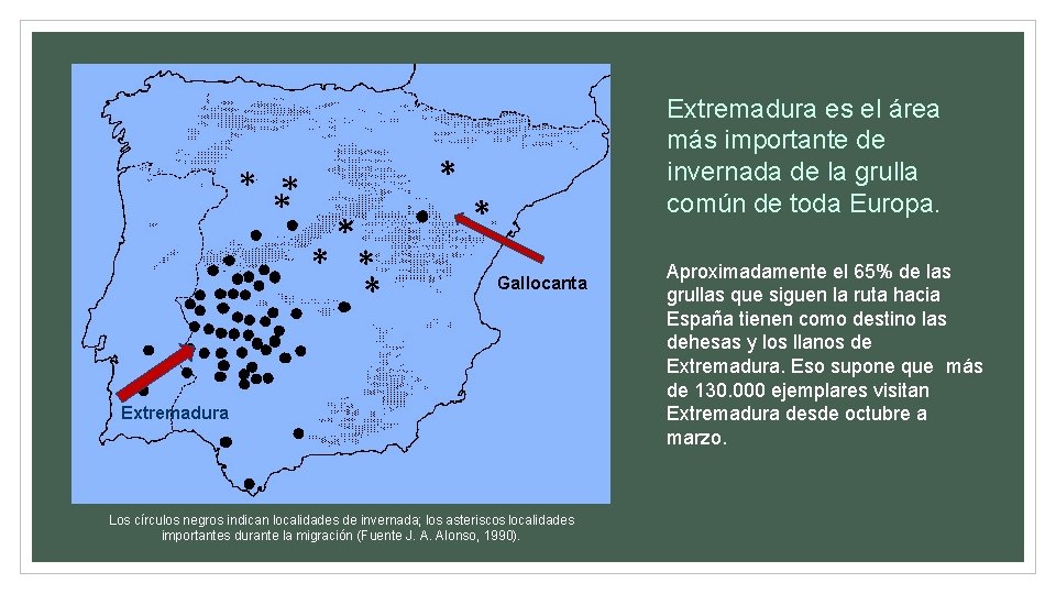 Extremadura es el área más importante de invernada de la grulla común de toda