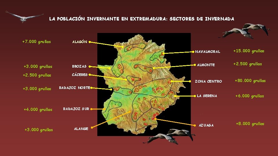 LA POBLACIÓN INVERNANTE EN EXTREMADURA: SECTORES DE INVERNADA +7. 000 grullas ALAGÓN NAVALMORAL +3.