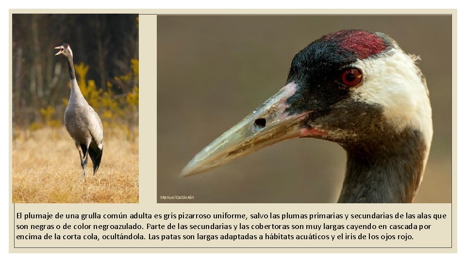 Manuel Calderón El plumaje de una grulla común adulta es gris pizarroso uniforme, salvo