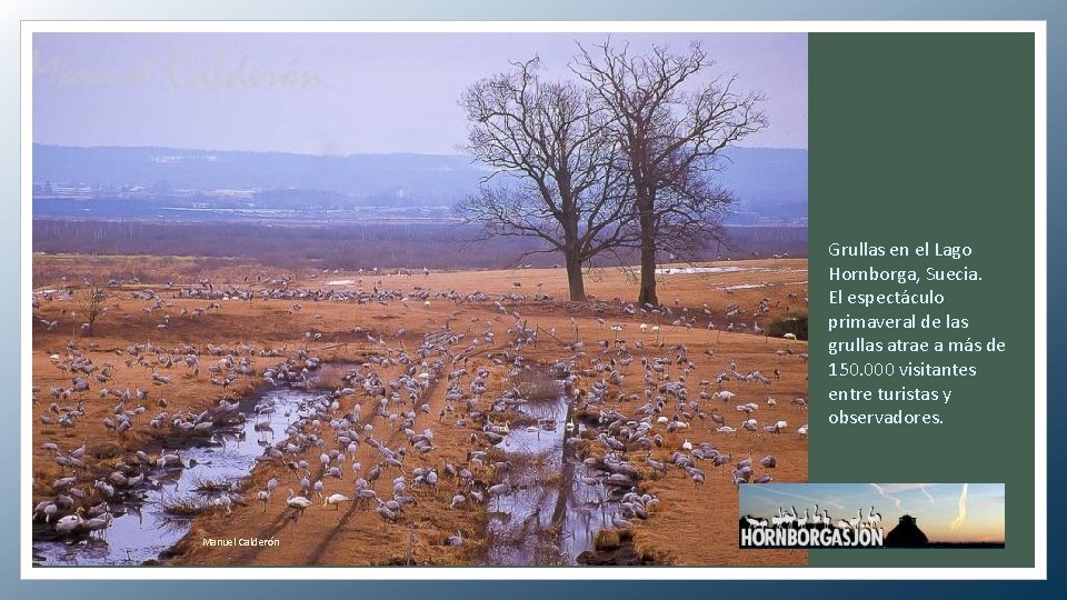 Grullas en el Lago Hornborga, Suecia. El espectáculo primaveral de las grullas atrae a