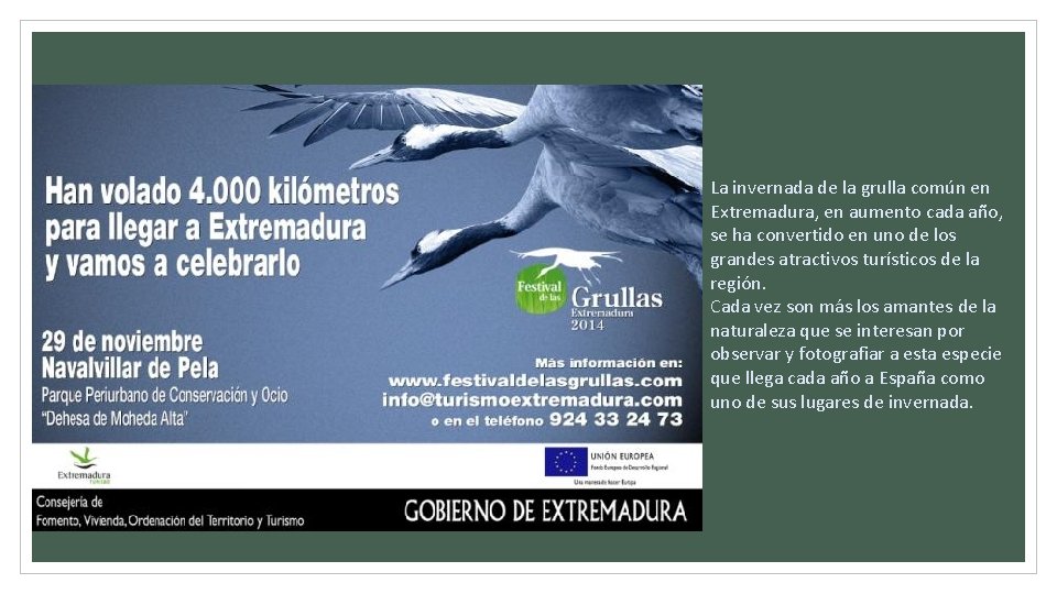 La invernada de la grulla común en Extremadura, en aumento cada año, se ha