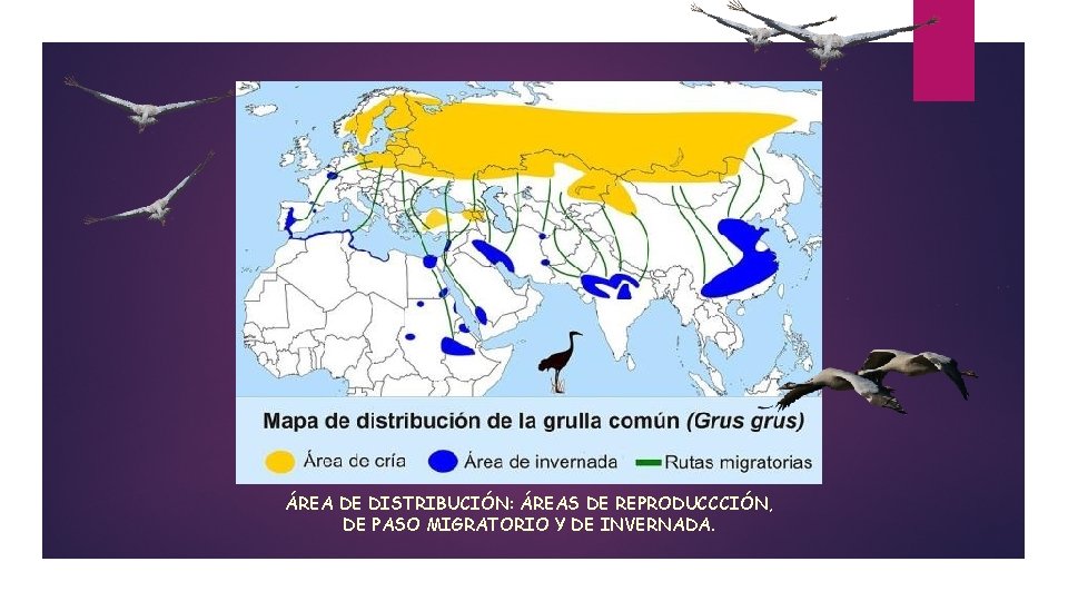 ÁREA DE DISTRIBUCIÓN: ÁREAS DE REPRODUCCCIÓN, DE PASO MIGRATORIO Y DE INVERNADA. 