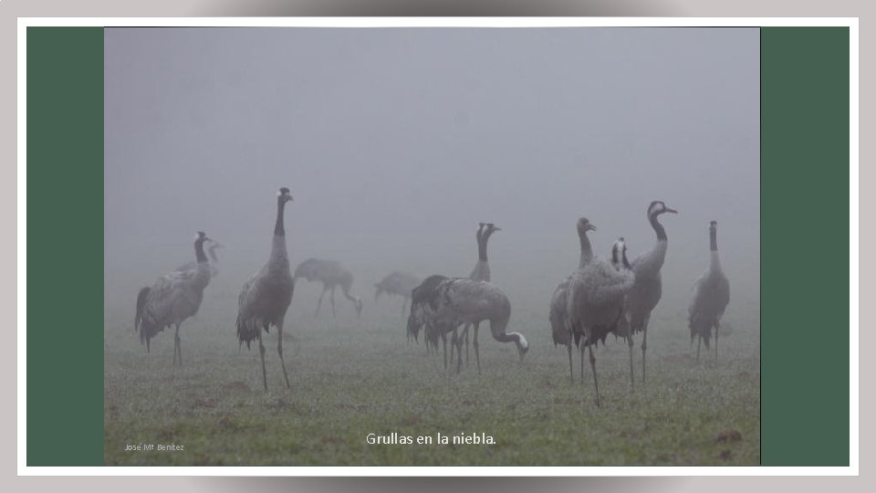 Atanasio José Mª Fernández Benítez Grullas en la niebla. 