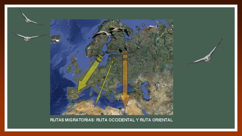 RUTAS MIGRATORIAS: RUTA OCCIDENTAL Y RUTA ORIENTAL 