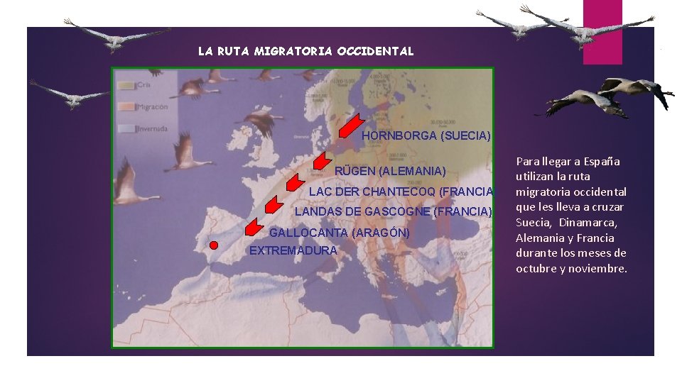 LA RUTA MIGRATORIA OCCIDENTAL HORNBORGA (SUECIA) RÜGEN (ALEMANIA) LAC DER CHANTECOQ (FRANCIA) LANDAS DE