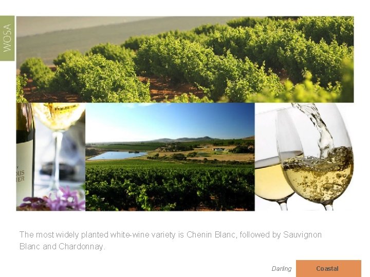 The most widely planted white-wine variety is Chenin Blanc, followed by Sauvignon Blanc and
