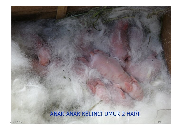 ANAK-ANAK KELINCI UMUR 2 HARI 4 oct 2012 19 