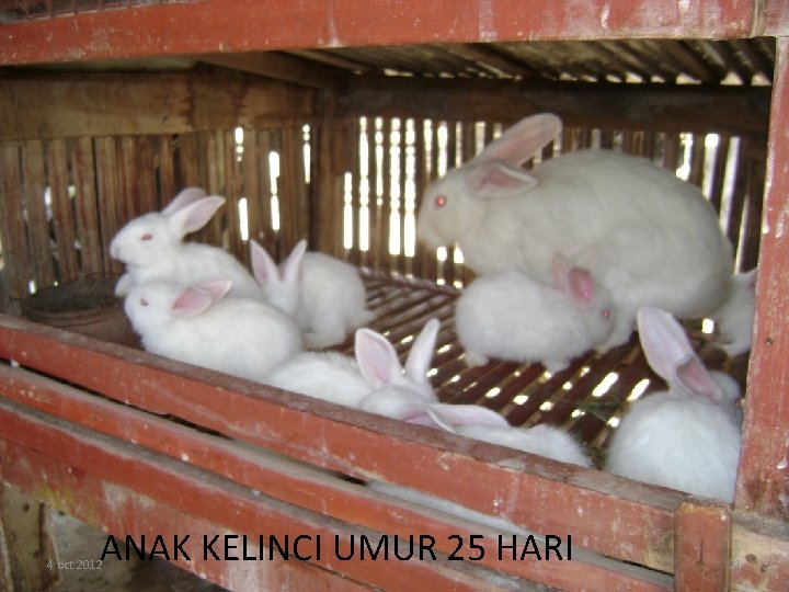 ANAK KELINCI UMUR 25 HARI 4 oct 2012 21 