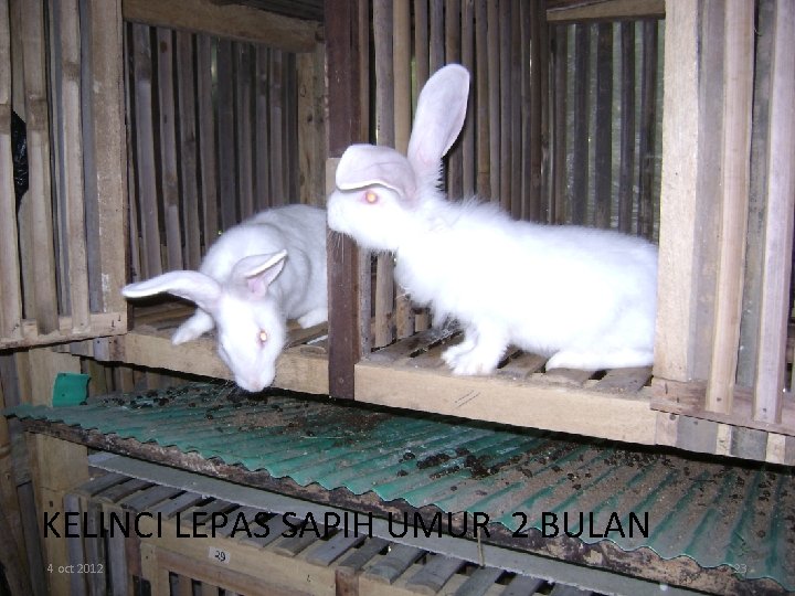 KELINCI LEPAS SAPIH UMUR 2 BULAN 4 oct 2012 23 