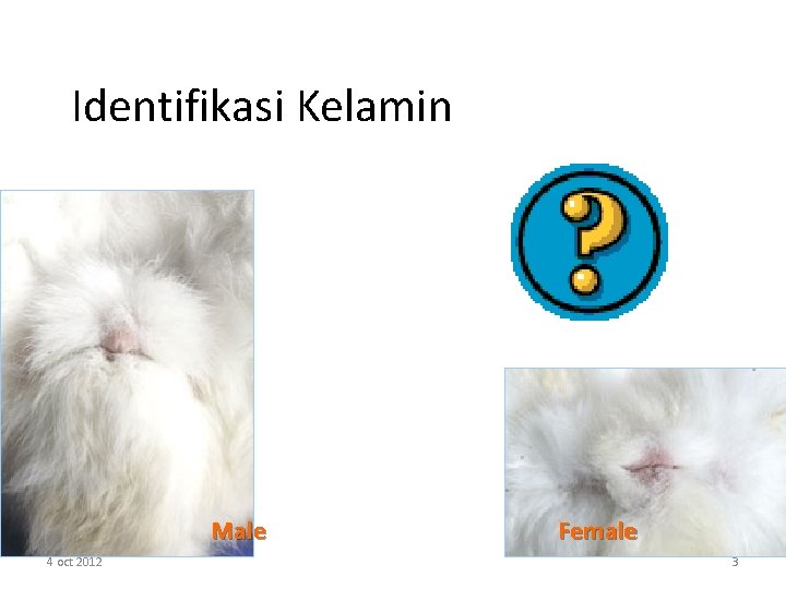 Identifikasi Kelamin Male 4 oct 2012 Female 3 