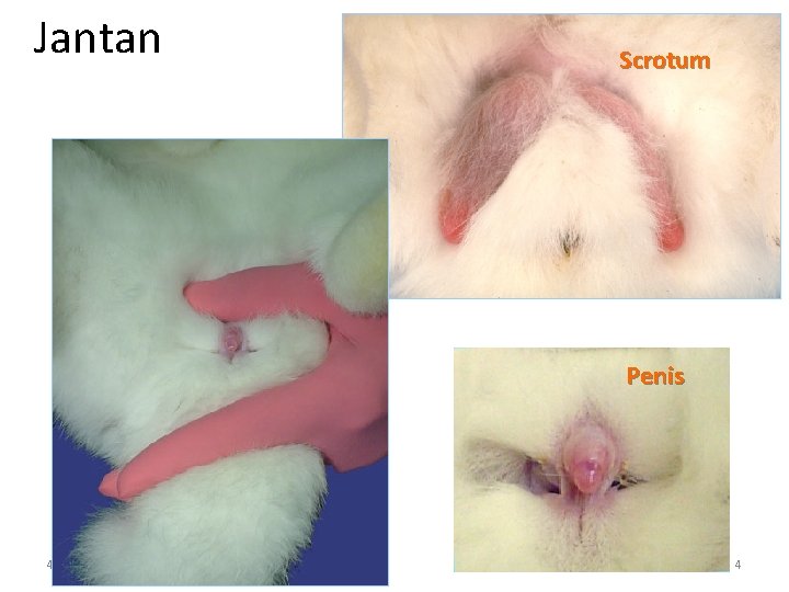 Jantan Scrotum Penis 4 oct 2012 4 