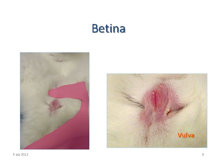 Betina Vulva 4 oct 2012 5 