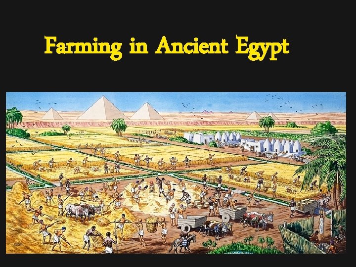 Farming in Ancient Egypt 