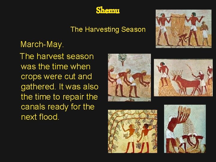 Shemu The Harvesting Season March-May. The harvest season was the time when crops were