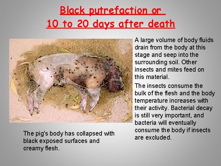 Black putrefaction or 10 to 20 days after death The pig's body has collapsed