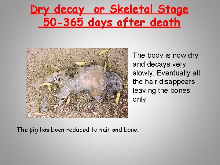 Dry decay or Skeletal Stage 50 -365 days after death The body is now