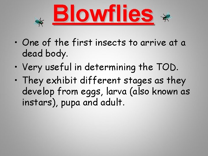 Blowflies • One of the first insects to arrive at a dead body. •