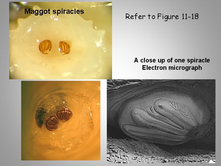 Maggot spiracles Refer to Figure 11 -18 A close up of one spiracle Electron