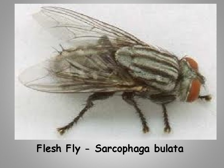 Flesh Fly - Sarcophaga bulata 