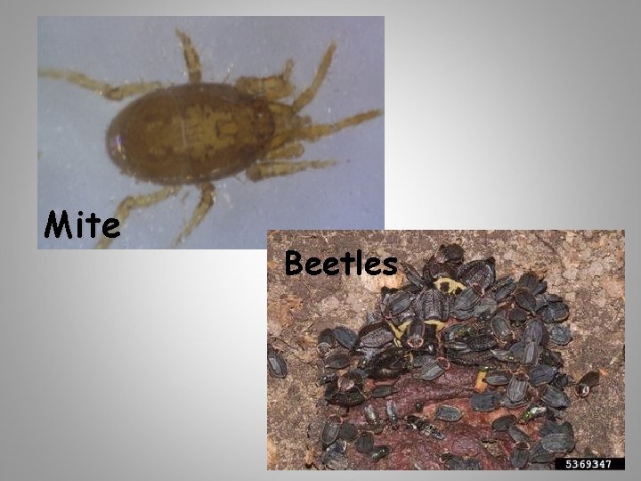 Mite Beetles 