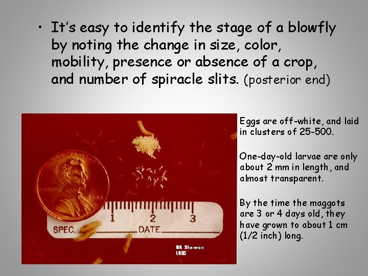  • It’s easy to identify the stage of a blowfly by noting the