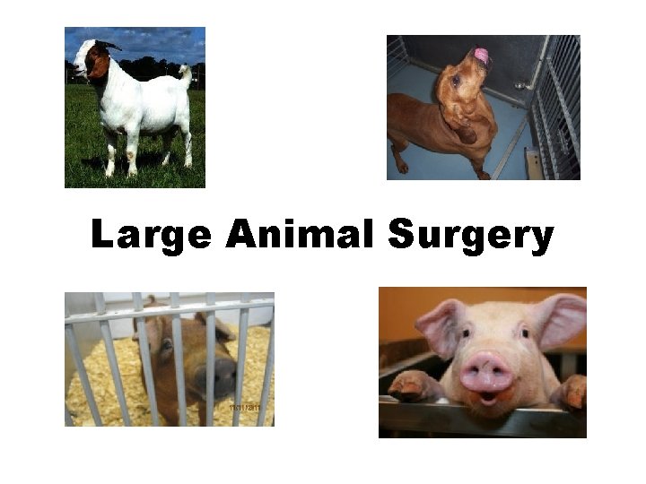 Large Animal Surgery Large Animal Surgery