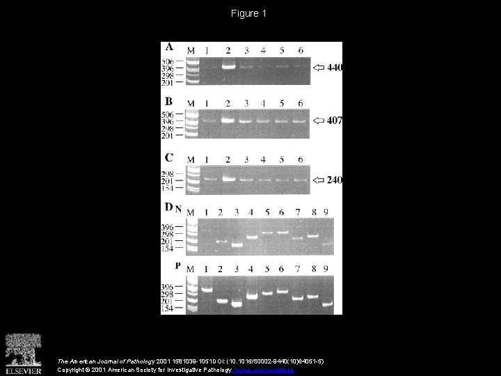 Figure 1 The American Journal of Pathology 2001 1581039 -1051 DOI: (10. 1016/S 0002