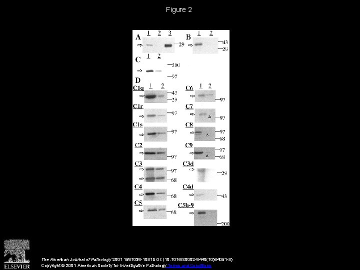 Figure 2 The American Journal of Pathology 2001 1581039 -1051 DOI: (10. 1016/S 0002