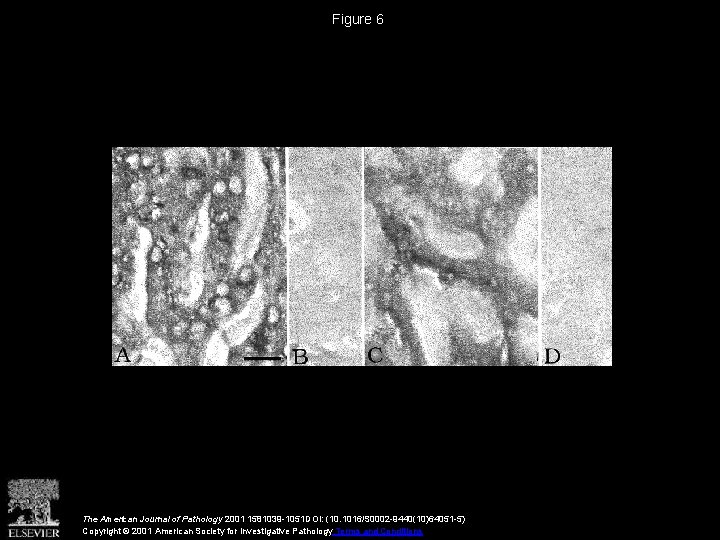 Figure 6 The American Journal of Pathology 2001 1581039 -1051 DOI: (10. 1016/S 0002