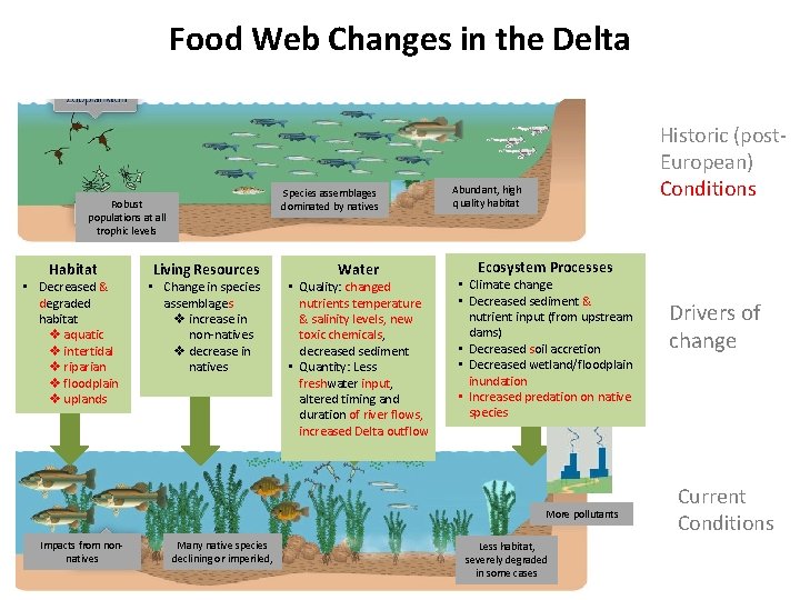 Food Web Changes in the Delta Species assemblages dominated by natives Robust populations at