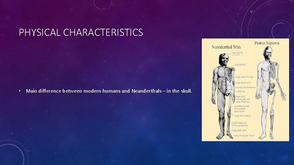 PHYSICAL CHARACTERISTICS • Main difference between modern humans and Neanderthals – in the skull.