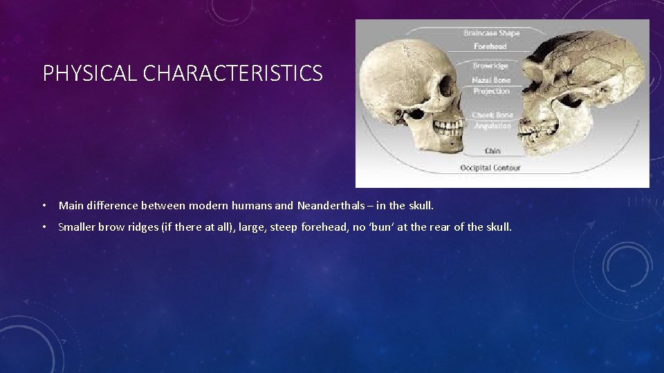 PHYSICAL CHARACTERISTICS • Main difference between modern humans and Neanderthals – in the skull.