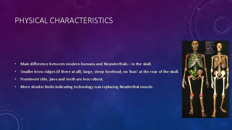 PHYSICAL CHARACTERISTICS • Main difference between modern humans and Neanderthals – in the skull.