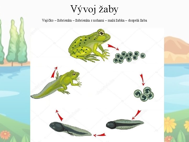 Vývoj žaby Vajíčko – žubrienka s nohami – malá žabka – dospelá žaba 
