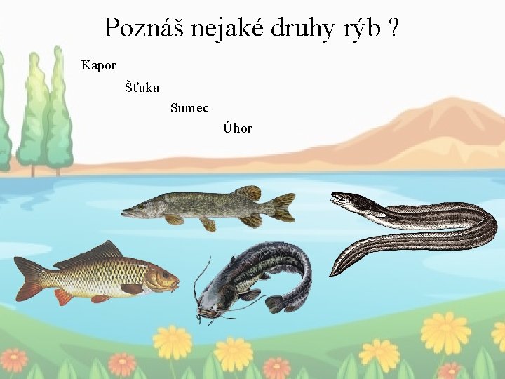 Poznáš nejaké druhy rýb ? Kapor Šťuka Sumec Úhor 