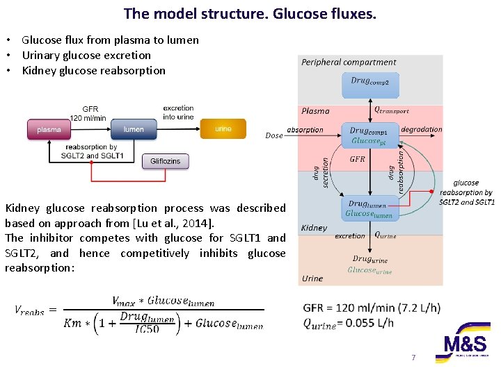 The model structure. Glucose fluxes. • Glucose flux from plasma to lumen • Urinary The model structure. Glucose fluxes. • Glucose flux from plasma to lumen • Urinary