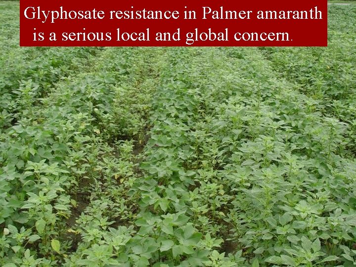 Glyphosate resistance in Palmer amaranth is a serious local and global concern. 