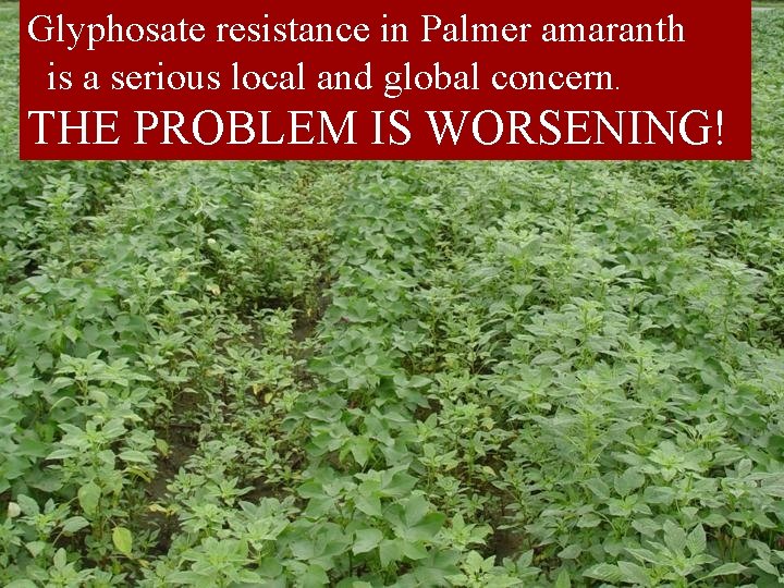 Glyphosate resistance in Palmer amaranth is a serious local and global concern. THE PROBLEM