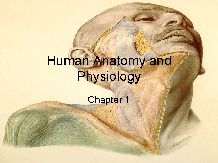 Human Anatomy and Physiology Chapter 1 Human Anatomy and Physiology Chapter 1