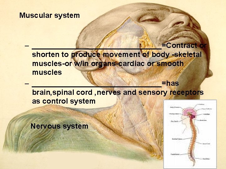 Muscular system – ________________=Contract or shorten to produce movement of body skeletal muscles or Muscular system – ________________=Contract or shorten to produce movement of body skeletal muscles or