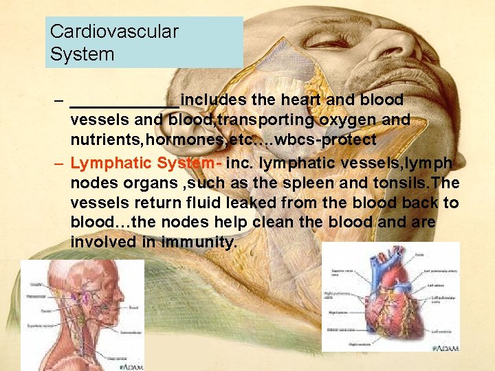 Cardiovascular System – ______includes the heart and blood vessels and blood, transporting oxygen and Cardiovascular System – ______includes the heart and blood vessels and blood, transporting oxygen and