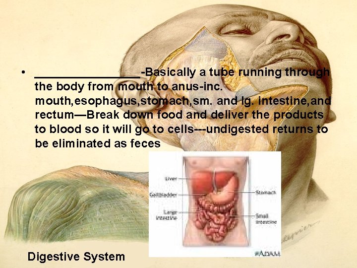 • ________ Basically a tube running through the body from mouth to anus • ________ Basically a tube running through the body from mouth to anus