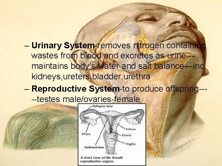 – Urinary System-removes nitrogen containing wastes from blood and excretes as urine--maintains body’s water – Urinary System-removes nitrogen containing wastes from blood and excretes as urine--maintains body’s water